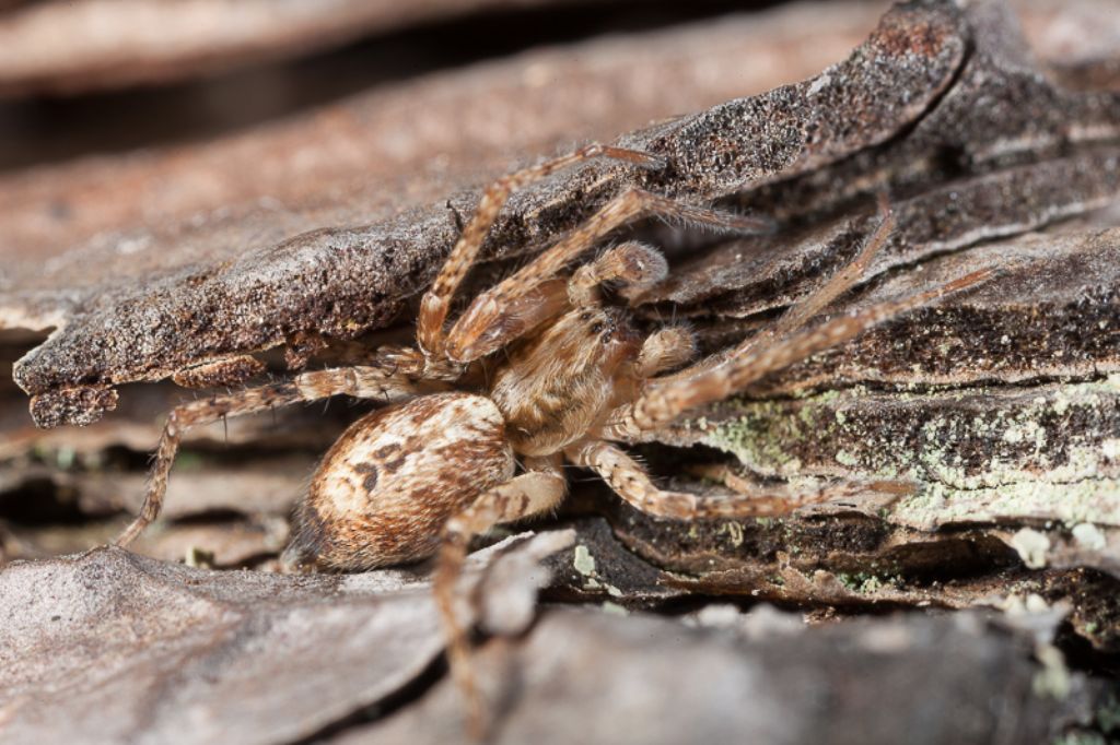 Anyphaena sp. - Varna (BZ)